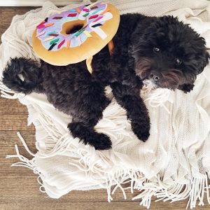 Tuesday Ten: The Best Pet Costumes